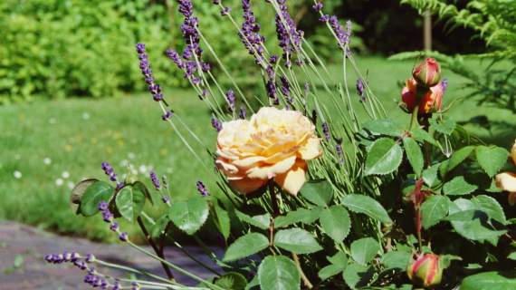 blume.jpg