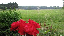 garten_1.jpg