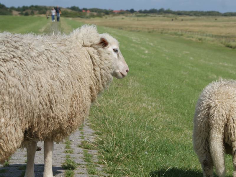 spiekeroog5_rohe.jpg
